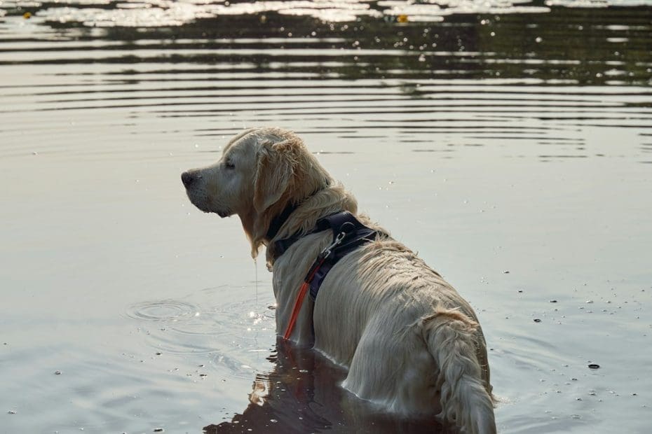 puppy temperament testing — Evaluating a Puppy for Service Dog Potential: What Temperament Testing Actually Reveals