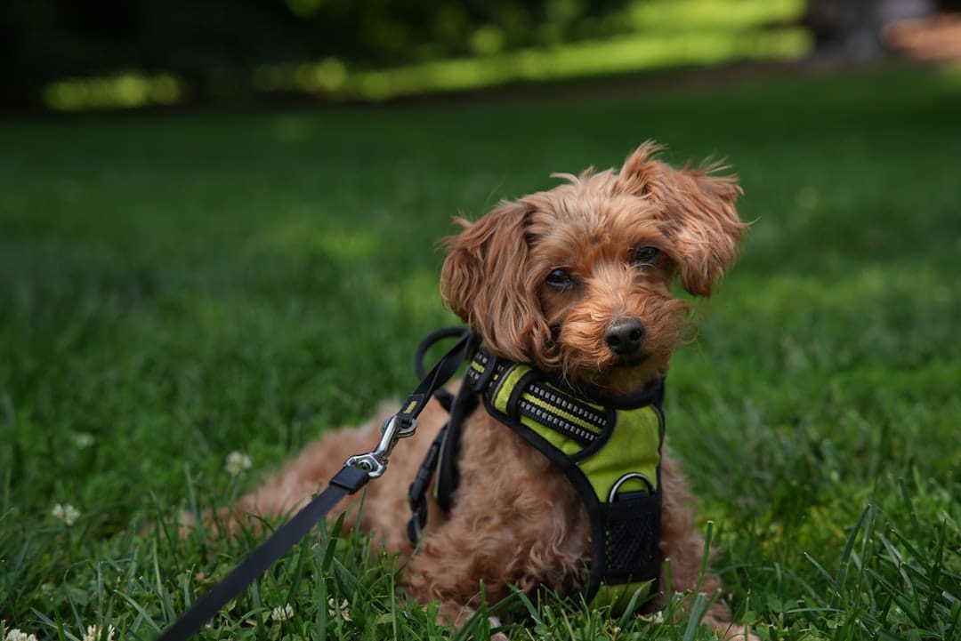 puppy temperament testing — Brown dog in green harness lying on vibrant green grass.