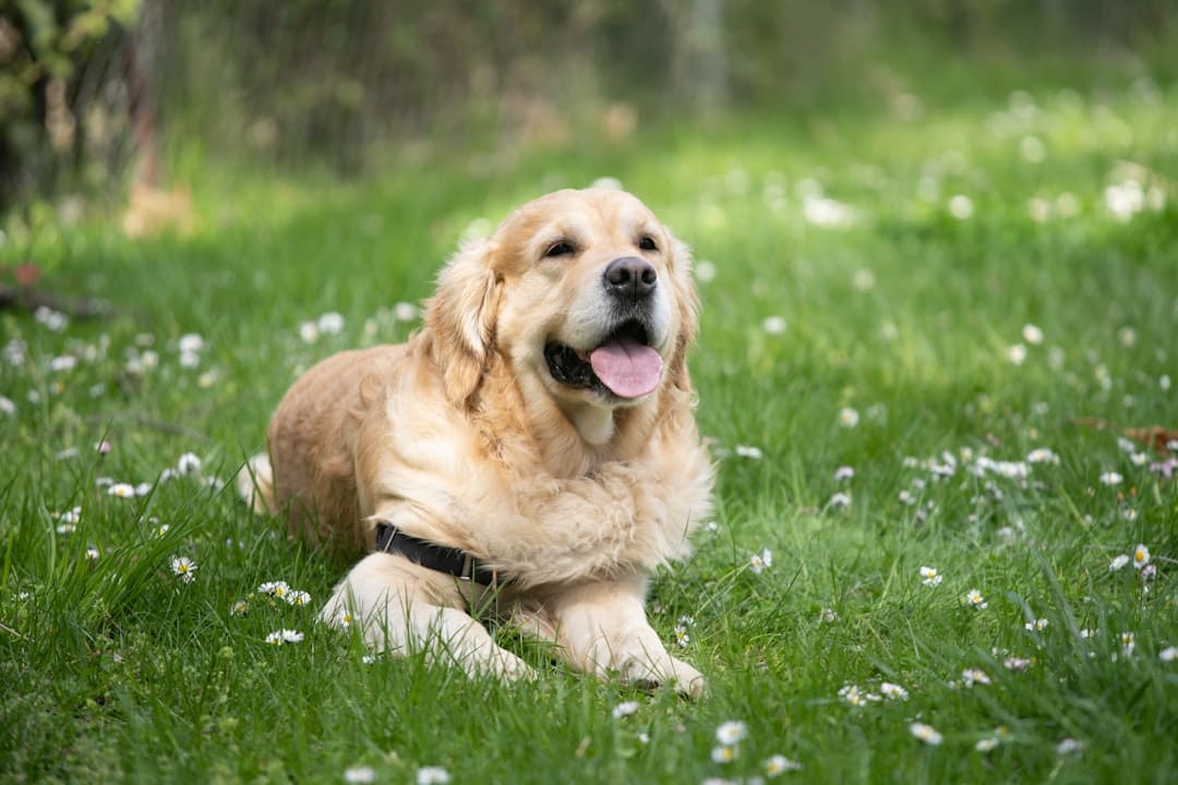 puppy temperament testing — adult golden retriever sitting on green grass