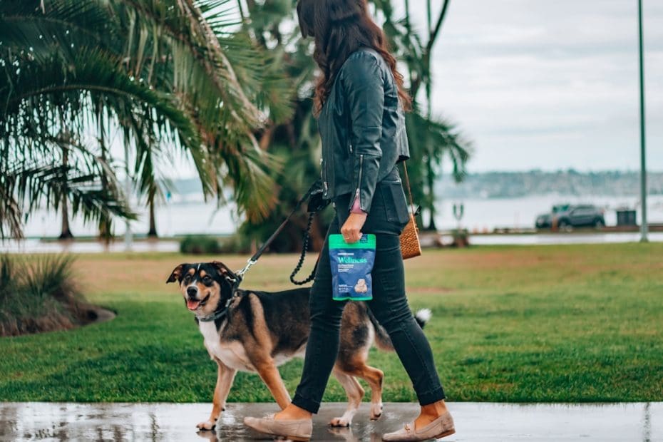 handler burnout — Handler Burnout: How to Protect Your Mental Health as a Service Dog Team