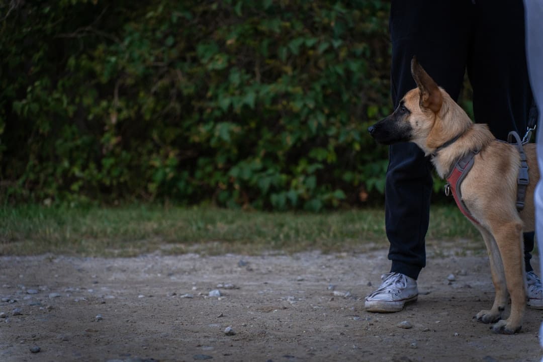 service dog training timeline — a dog standing next to a person on a dirt road