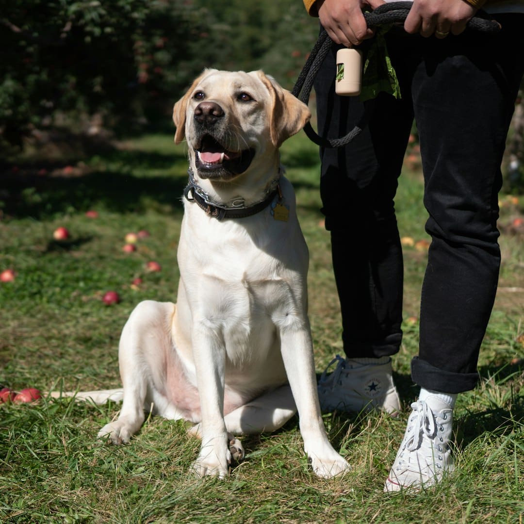 service dog training timeline — a dog sitting on grass
