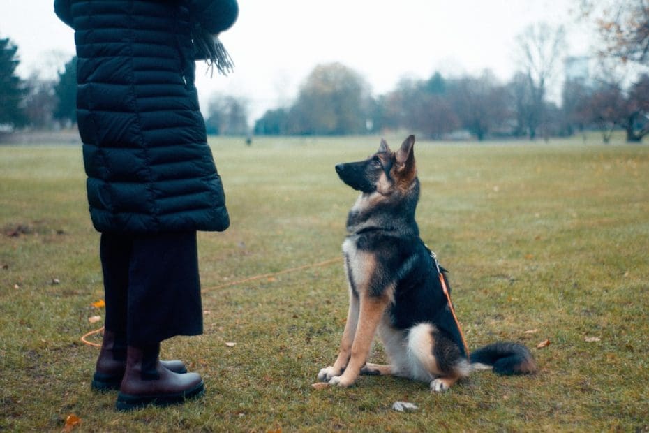 service dog training timeline — How Long Does It Take to Train a Service Dog: Realistic Timelines