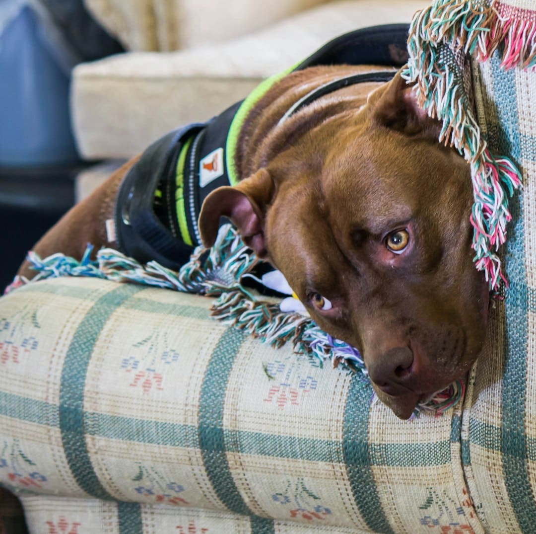nightmare interruption training — A brown dog rests on a patterned couch.
