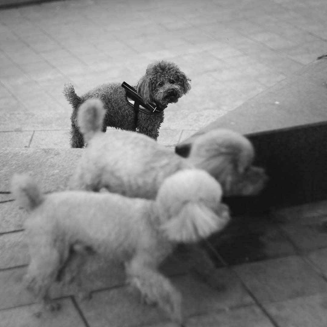 nightmare interruption training — two small dogs playing with each other on a sidewalk