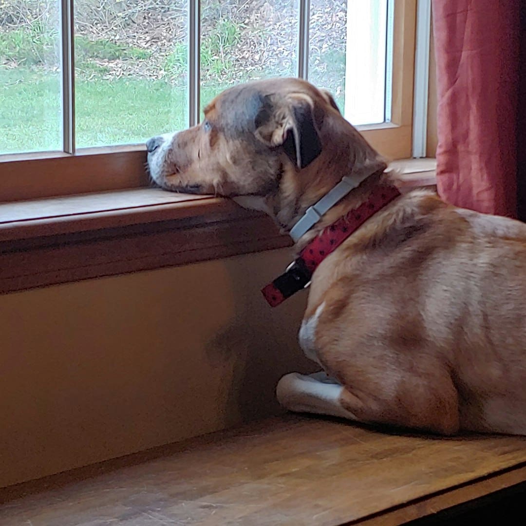 psychiatric service dog tasks — brown short coated dog sitting on brown wooden floor