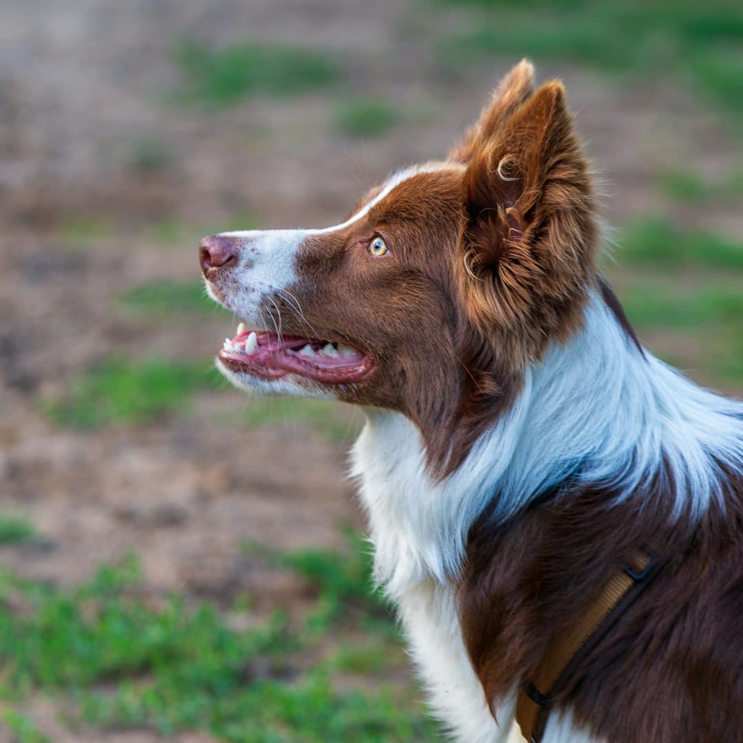 psychiatric service dog tasks — A brown and white border collie dog looking right.