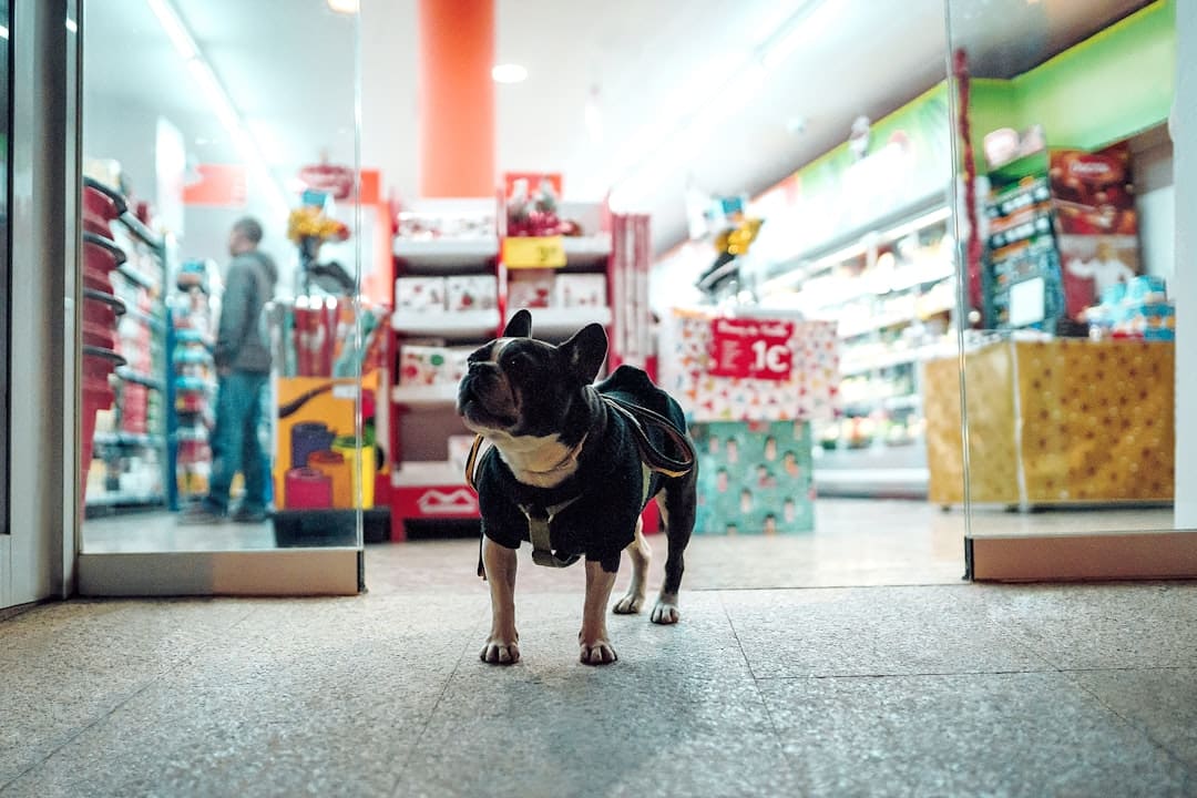 state service dog laws — black dog walking in front of store