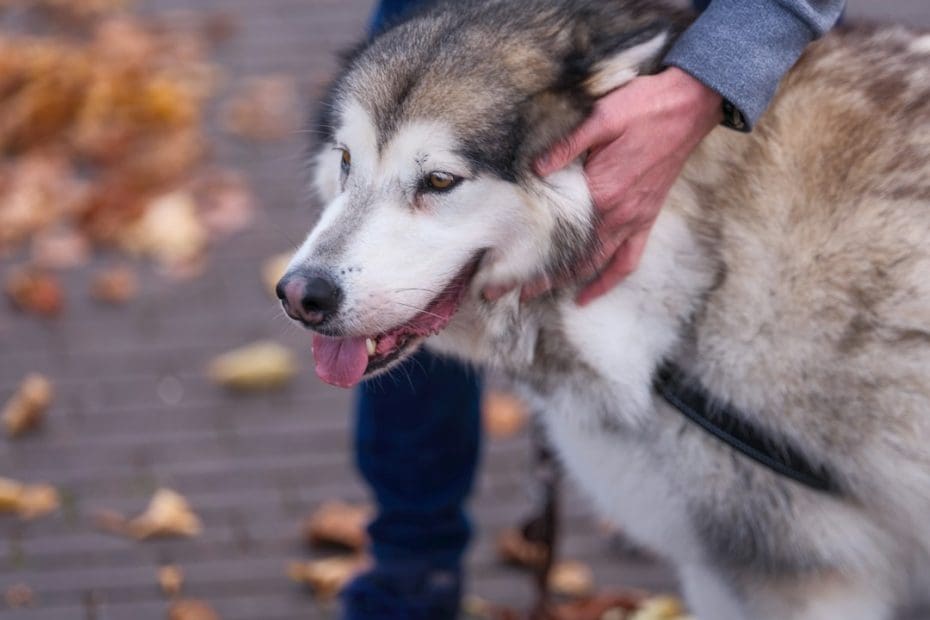 service dog removal — When Can a Business Ask Your Service Dog to Leave?