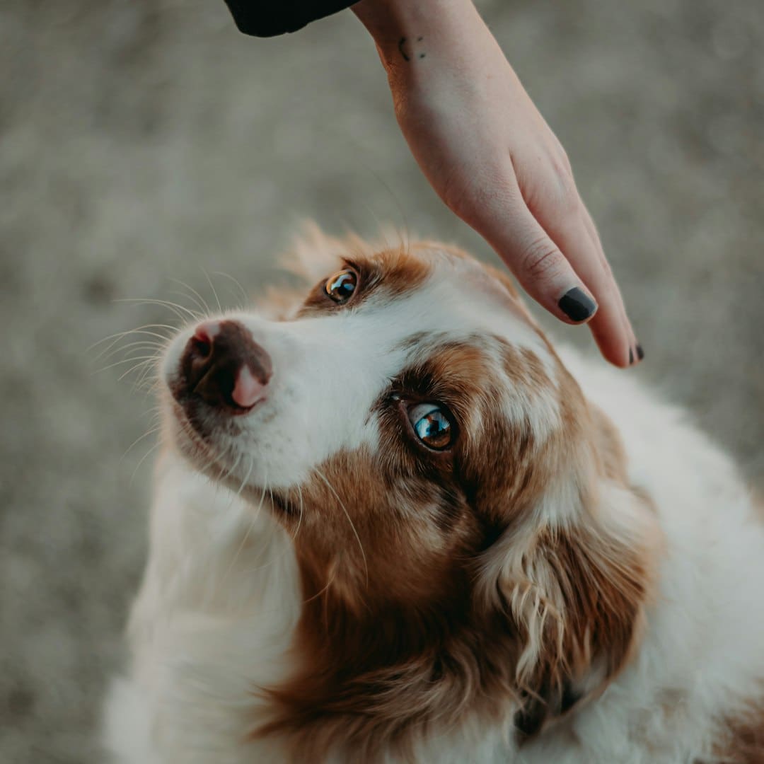 sick service dog — a person petting a brown and white dog