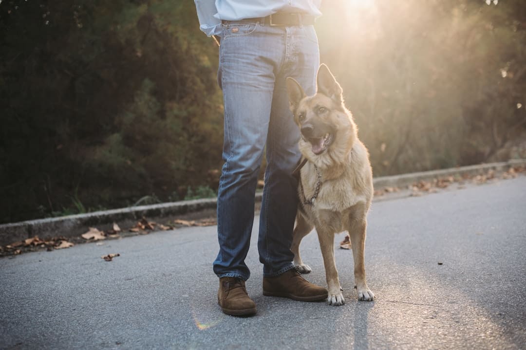 deep pressure therapy — woman in blue denim jeans and white shirt with brown short coated dog on road during