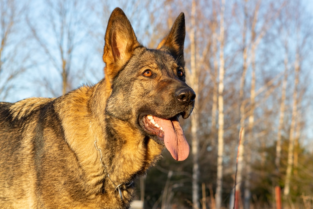 rescue service dog — A german shepherd dog panting outdoors in sunlight