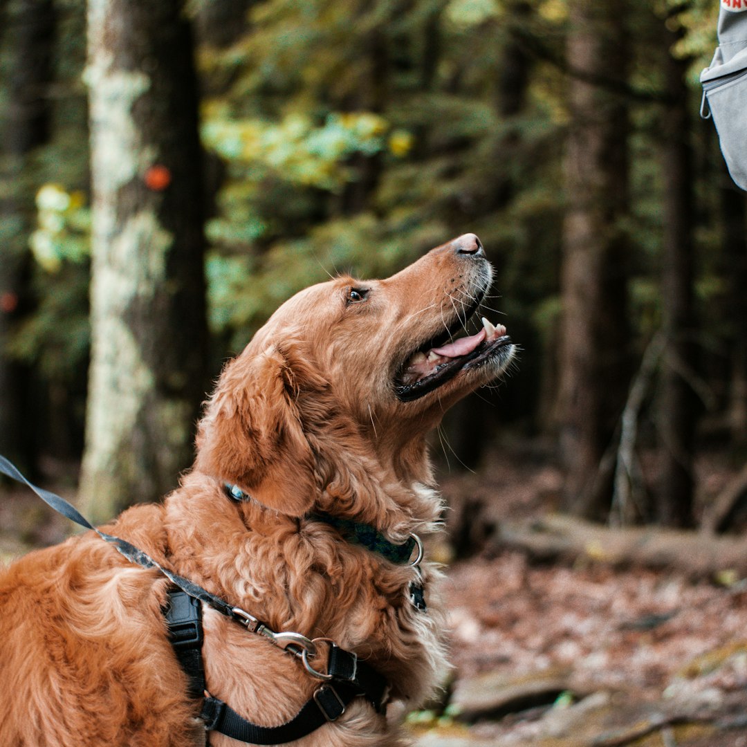 rescue service dog — a golden retriever is looking up into the sky