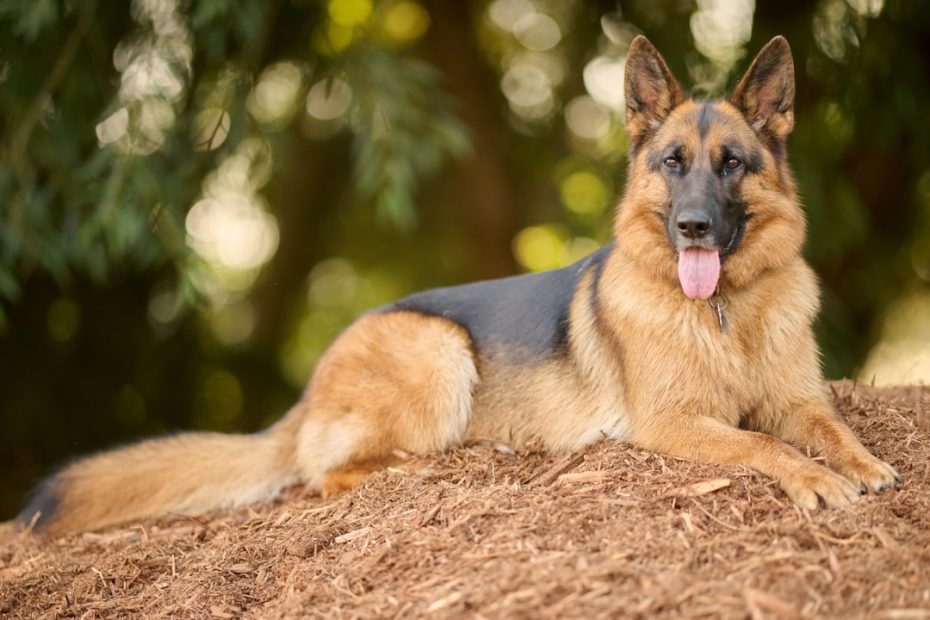 rescue service dog — Rescue Dogs as Service Dogs: Realistic Expectations and Real Success