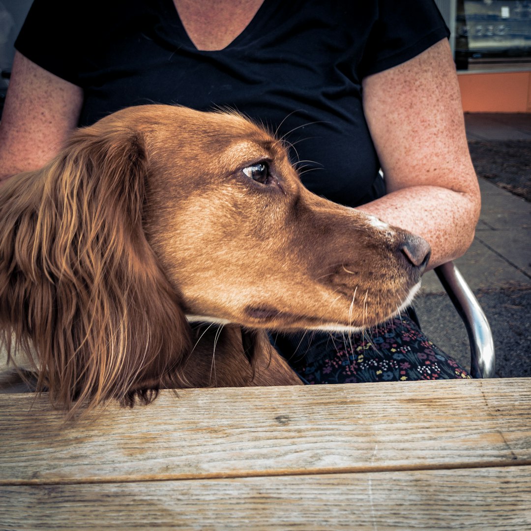 service dog apartment living — a dog lying on a bench