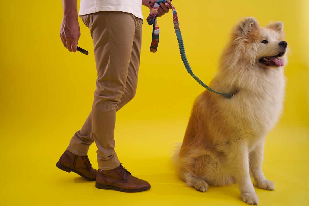 service dog burnout — a person holding a dog on a leash