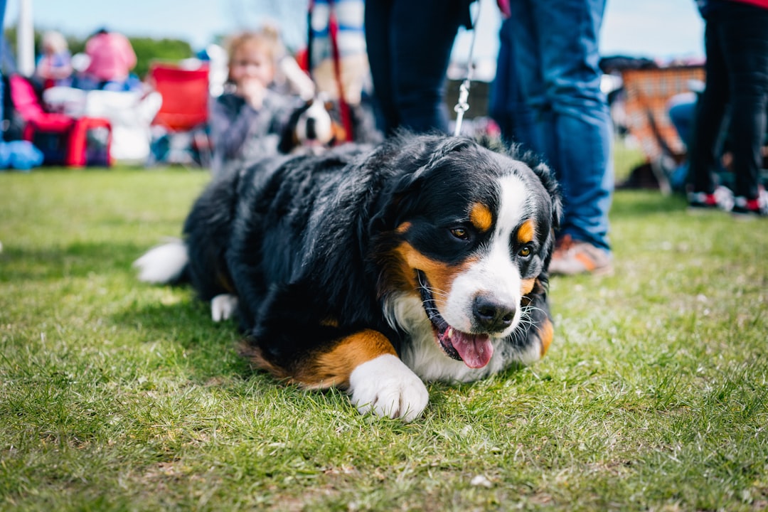 service dog retirement — tricolor bernese mountain dog puppy on green grass field during daytime