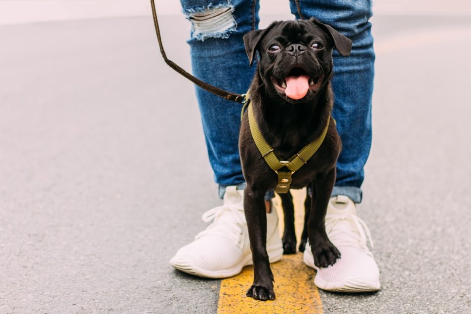 service dog retirement — Service Dog Retirement: Honoring Their Work and Moving Forward