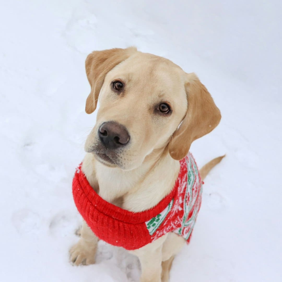 small breed service dogs — a dog wearing a sweater in the snow