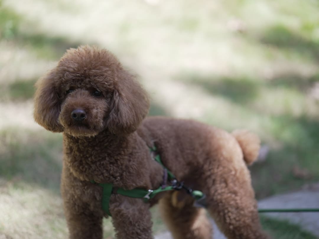 small breed service dogs — a brown poodle standing on top of a lush green field