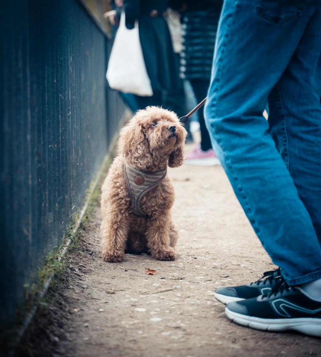 medication reminder task — brown long coated small dog on gray concrete floor