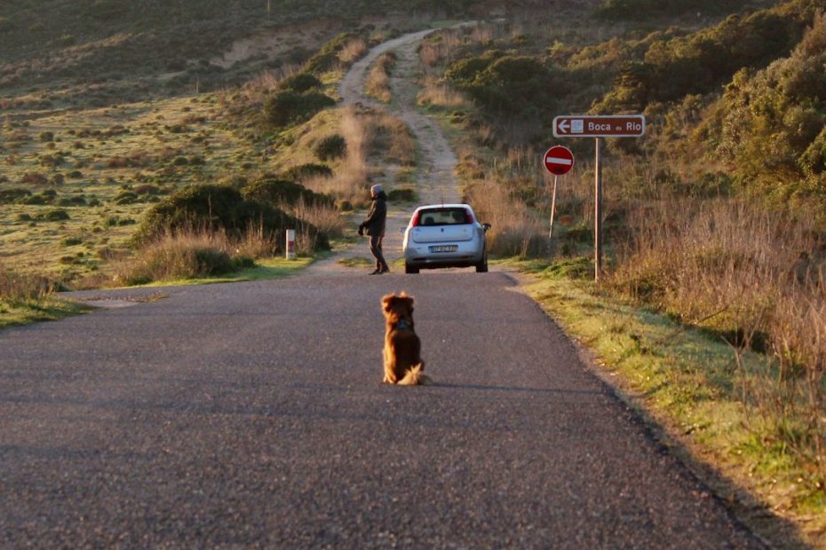 medication reminder task — Medication Reminder Tasks: Training Your Dog to Prompt on Schedule