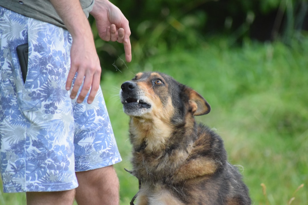 psychiatric service dog tasks — Person pointing at a dog with a concerned expression