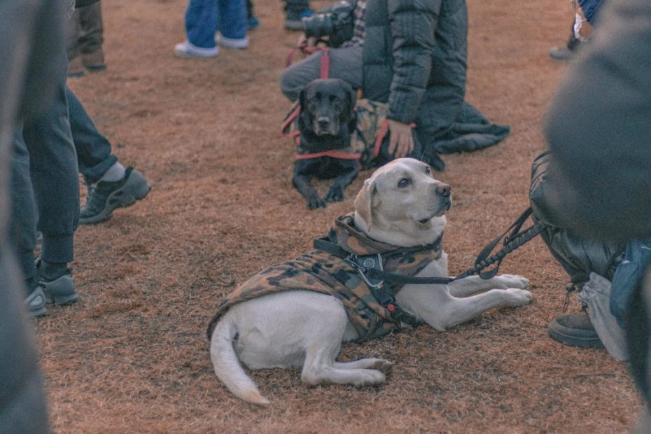 psychiatric service dog tasks — Psychiatric Service Dog Tasks: What They Are and How to Train Them