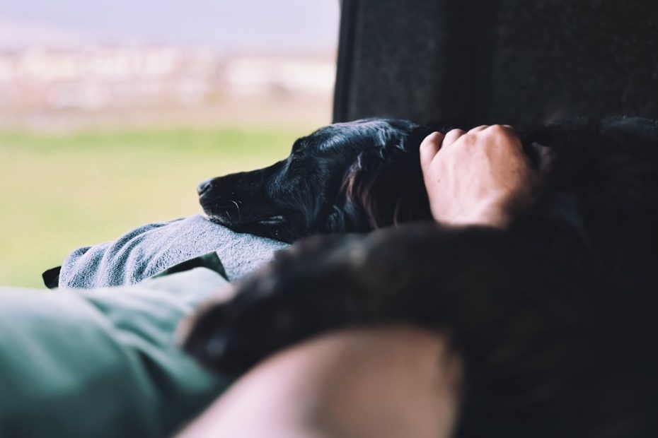 service dog access — Service Dog Access Challenges: Scripts That Actually Work When You're Questioned