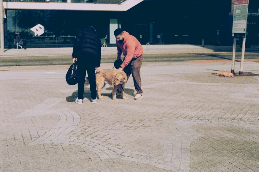 service dog workplace — Man pets a dog while woman stands nearby