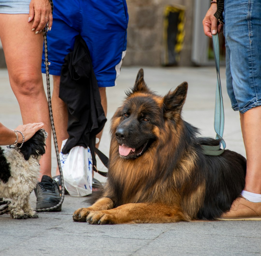 small breed service dogs — a dog lying on the ground with people walking by