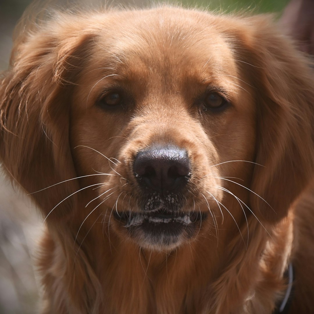 small breed service dogs — Close-up of a golden retriever dog