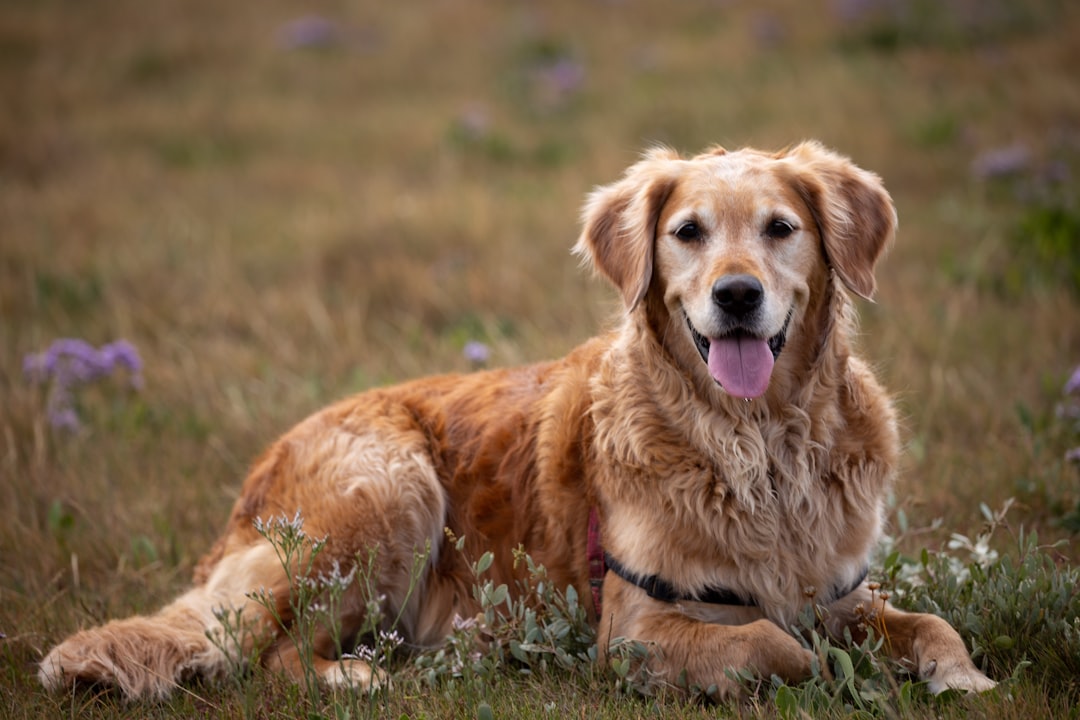 standard poodle service dog — golden retriever puppy on green grass field during daytime