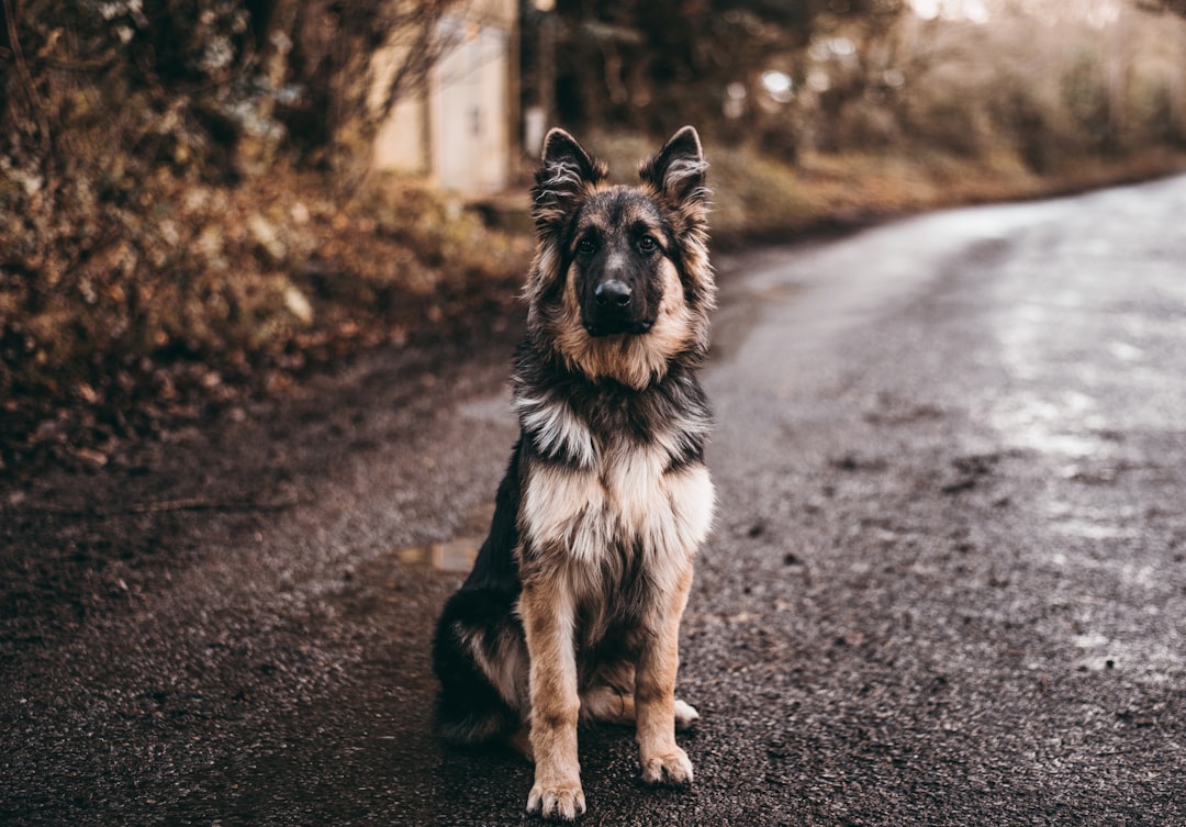 standard poodle service dog — German shepherd sitting on road near bushes