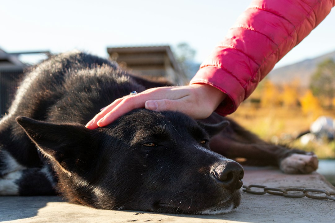 grocery shopping service dog — person holding black short coated dog