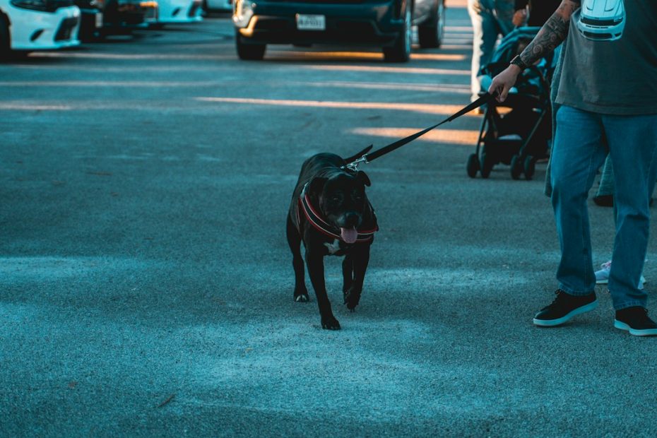 grocery shopping service dog — Grocery Shopping With a Service Dog: A Real-World Access Playbook
