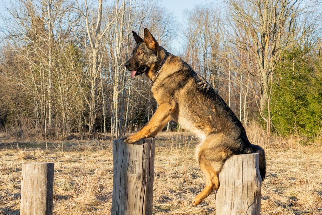 blocking spatial support — German shepherd dog balances on wooden posts outdoors