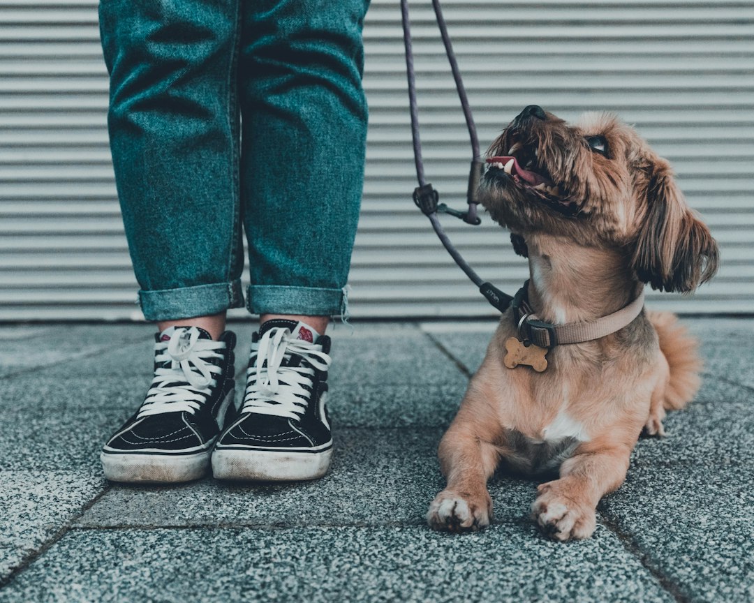 blocking spatial support — brown short coated dog wearing blue denim jeans and black and white converse all star high