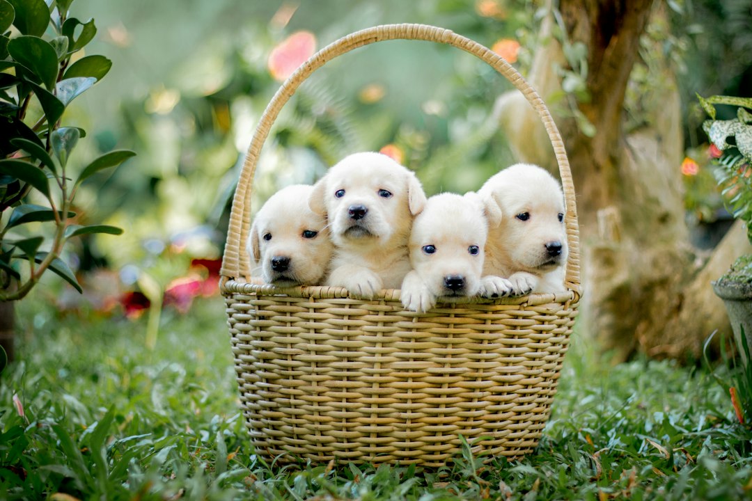 psychiatric service dog breeds — a group of puppies sitting in a basket