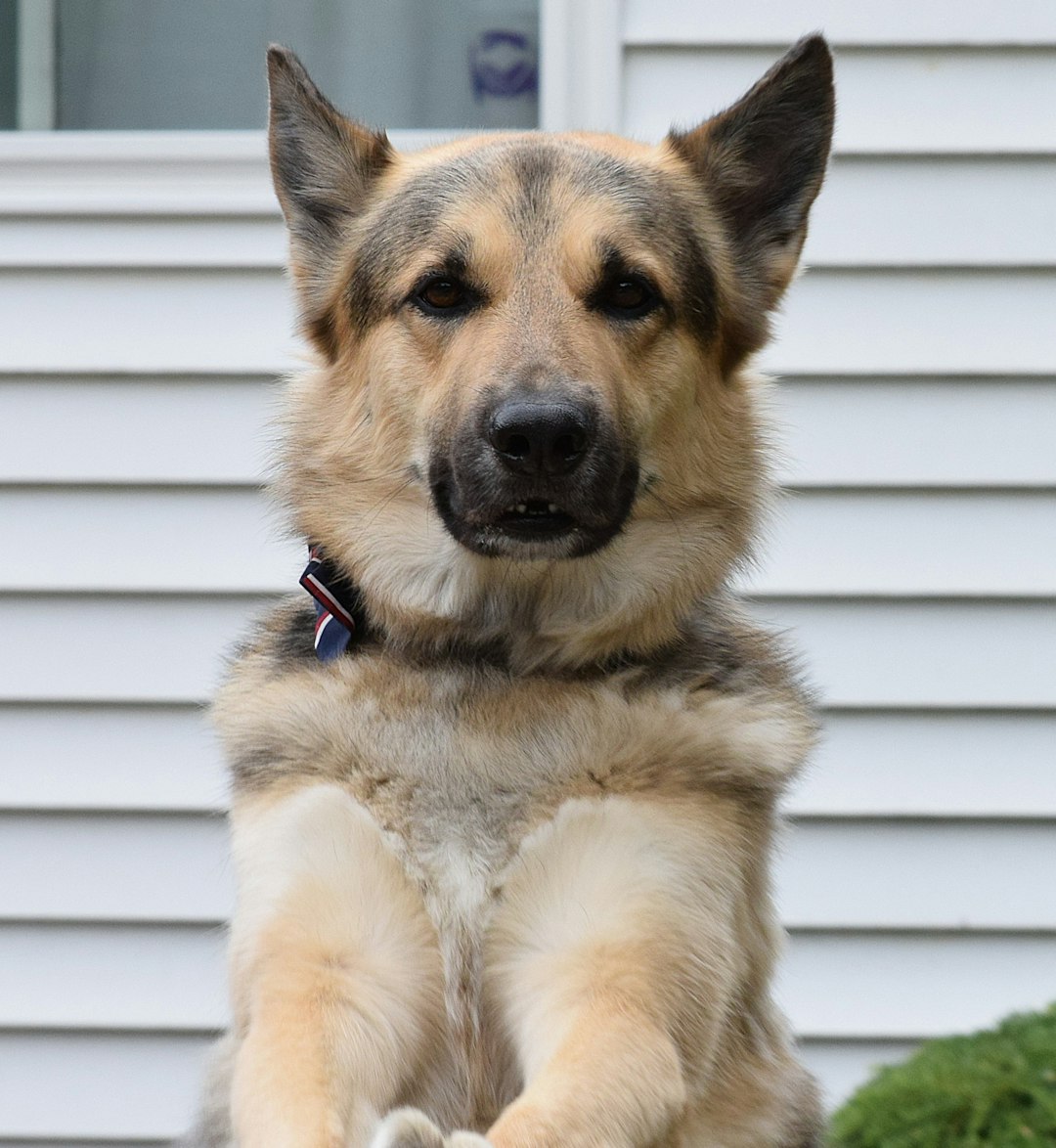 psychiatric service dog breeds — German shepherd dog sitting with attentive expression