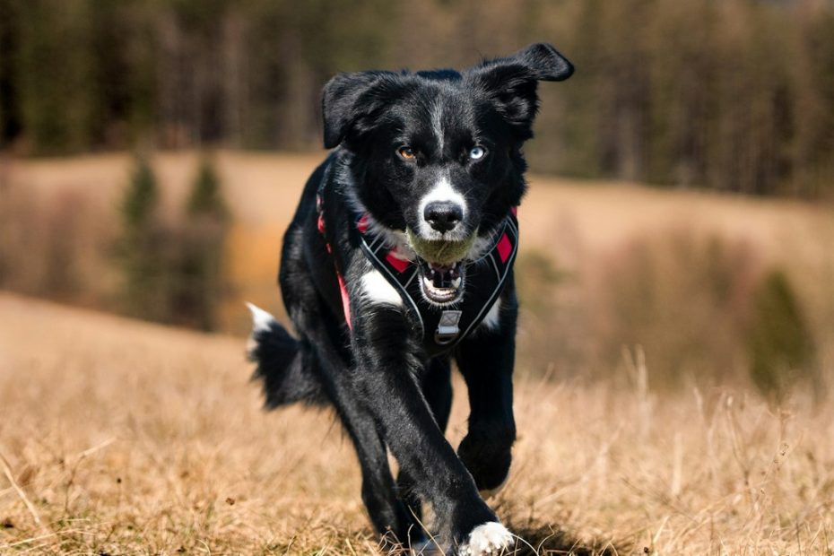 public access training — Public Access Training: How to Prepare Your Service Dog for Real-World Situations