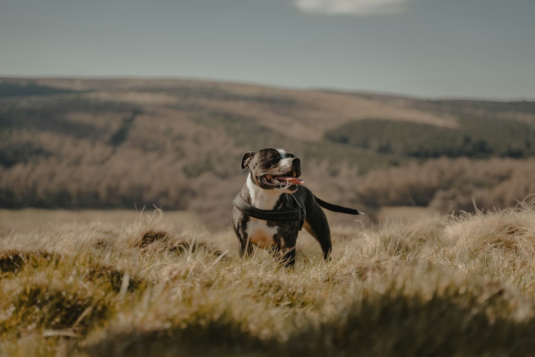 public access training — black and white short coated dog on brown grass field during daytime
