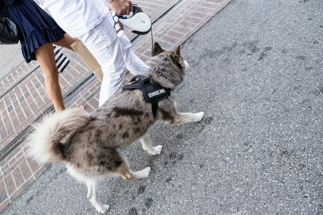 public access training — brown and black long coated dog