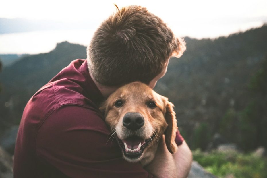 service dog gear — Service Dog Gear That Actually Matters: Vests, Leashes, and Equipment